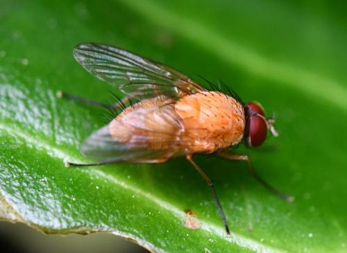 Réf. 284 674 : Phaonia pallida